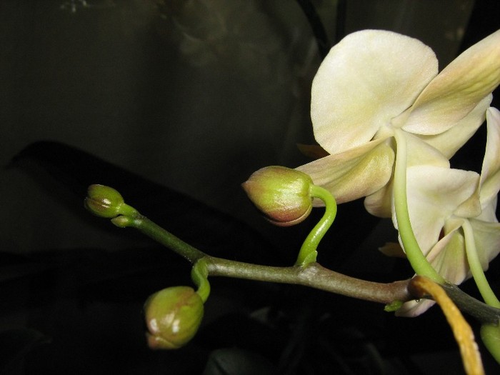 Phalaenopsis crem; Bobocei pe alta crenguta. Infloreste continuu din primavara.
