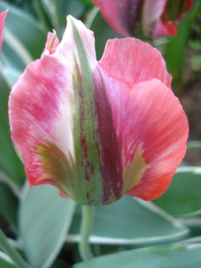 Tulipa Esperanto (2011, May 15)