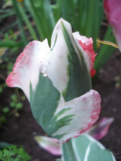 Tulipa Esperanto (2011, May 19)