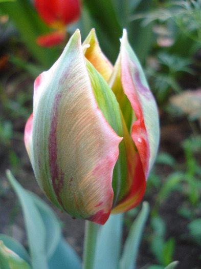 Tulipa Hollywood (2011, May 13)
