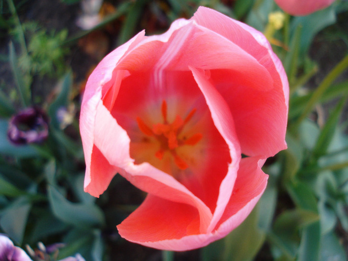 Tulipa Menton (2011, May 13)