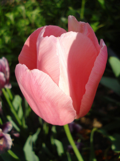 Tulipa Menton (2011, May 15)