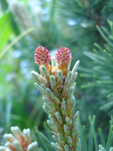 Mountain Pine Laurin (2011, May 13) - Pinus mugo Laurin