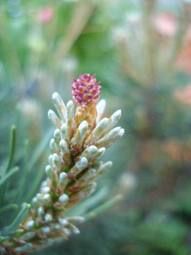 Pinus mugo Laurin (2011, May 13) - Pinus mugo Laurin
