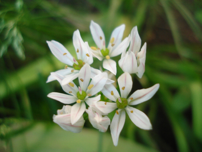 Triteleia hyacinthina (2011, May 17)
