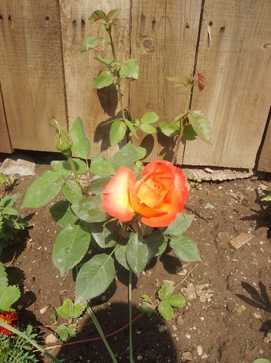trandafir orange 2 - Trandafiri