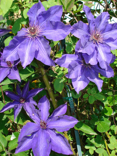 "The President" - Clematis 2011