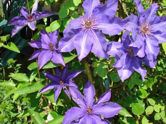 DSC05279 - Clematis 2011