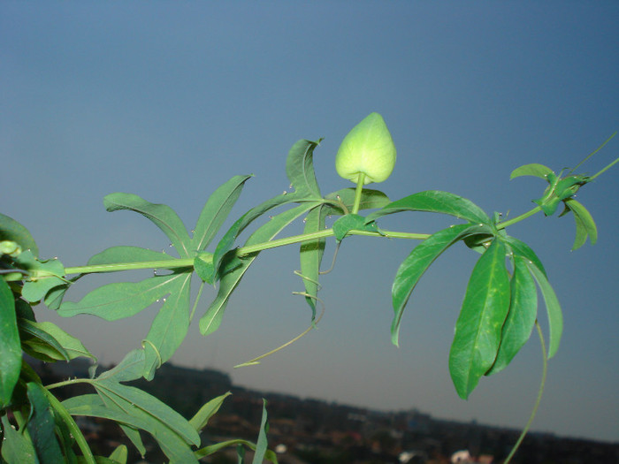 BOBOCEL DE PASSIFLORA