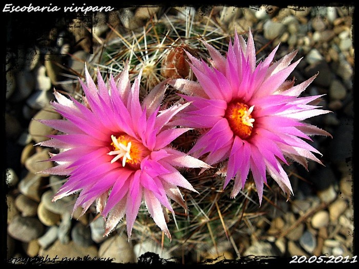  - CACTI IN FLOWER