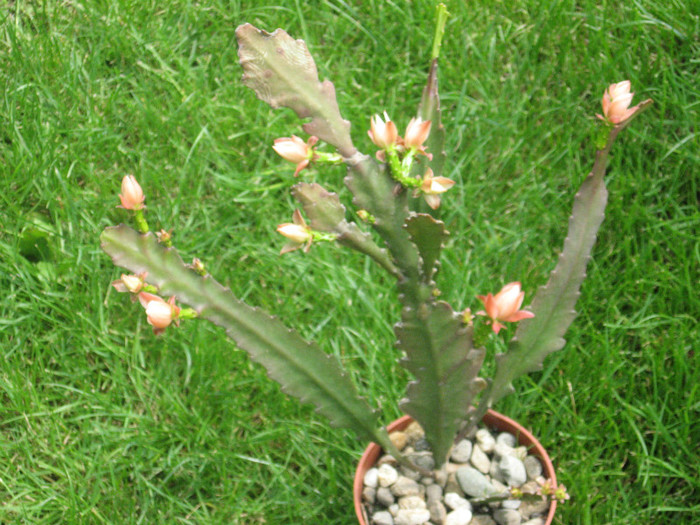 Epiphilium la sedinta foto - Cactusi si suculente 2011