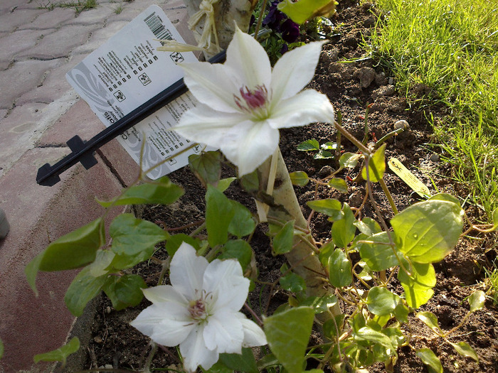 Clematis Pink Fantasy - clematite