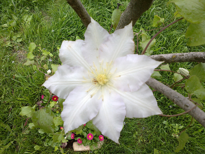 clematita Glady Picard - clematite