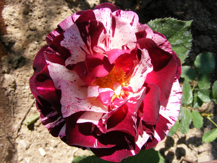 New Imagine; Floribunda,floare medie,25 petale,parfum mediu-puternic(5 din 10 puncte),h0,7-0,8m
