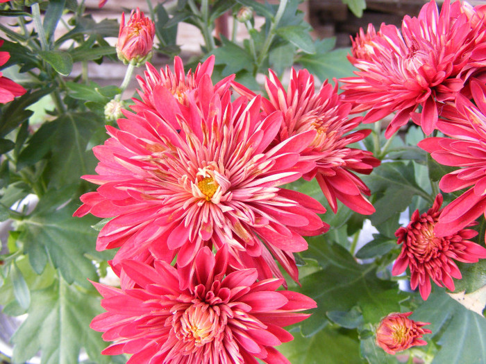 Chrysanthemum - Flori 2011