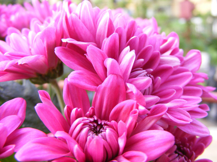 Chrysanthemum - Flori 2011