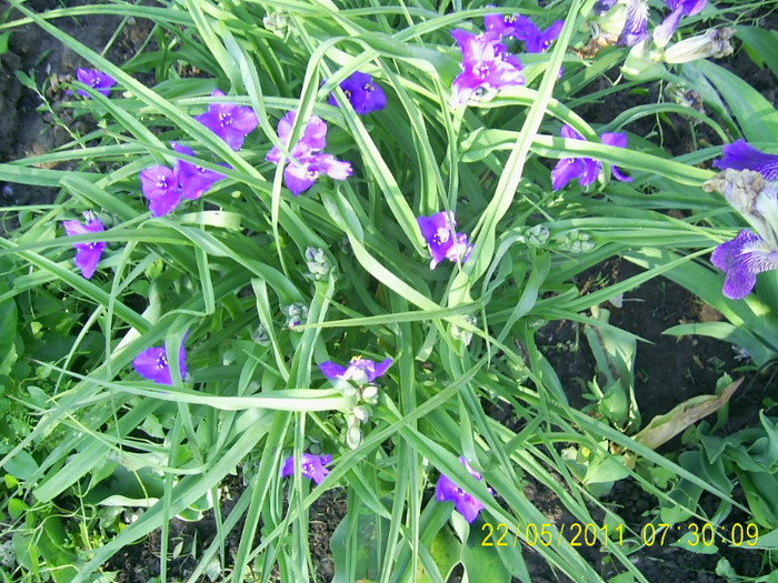 22-23.05.2011 (3) - tradescantia virginiana