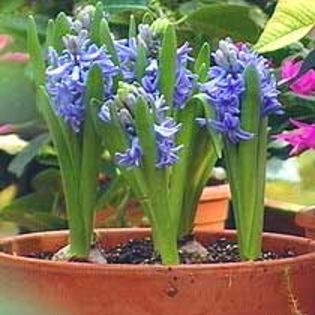 hyacinthus_orientalis