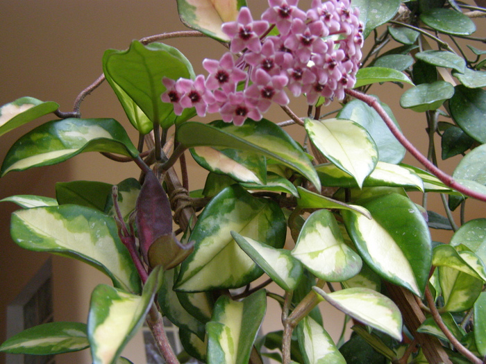 Hoya tricolor - Flori interior 2011