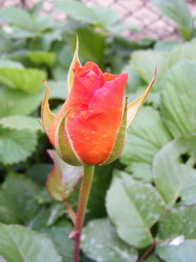 Remy Martin-(Magic Lantern); Floare mare,26-40 petale,parfum mediu-bun(3 din 5 puncte)inaltime1,5m,frunze mari semi-mate
