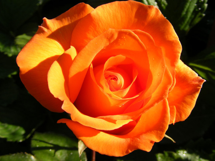 Remy Martin-(Magic Lantern); Floare mare,26-40 petale,parfum mediu-bun(3 din 5 puncte)inaltime1,5m,frunze mari lucioase
