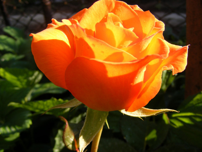 Remy Martin-(Magic Lantern); Floare mare,26-40 petale,parfum mediu-bun(3 din 5 puncte)inaltime1,5m,frunze mari semi-mate
