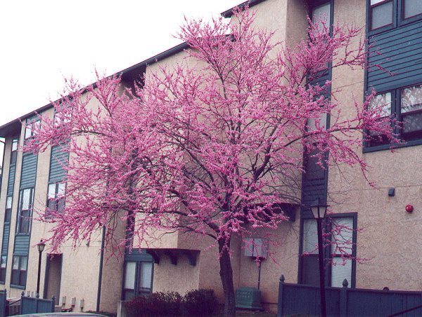 Cercis