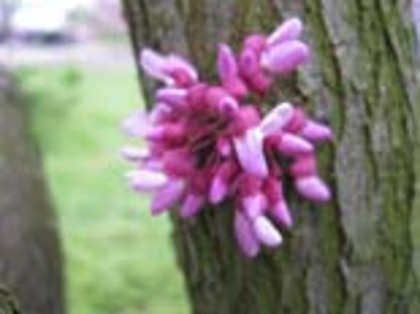 cercis2