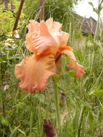 iris germanica