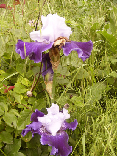 iris germanica