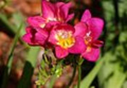 120px-Freesia-Pink