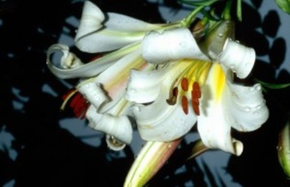 lilium-regale-crin-gradina-300x194