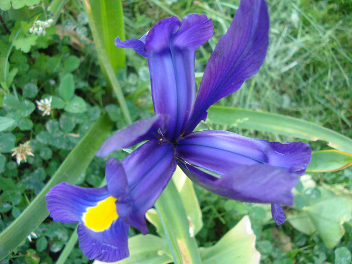 Iris hollandica Blue Magic (2011, May 27) - Iris Blue Magic