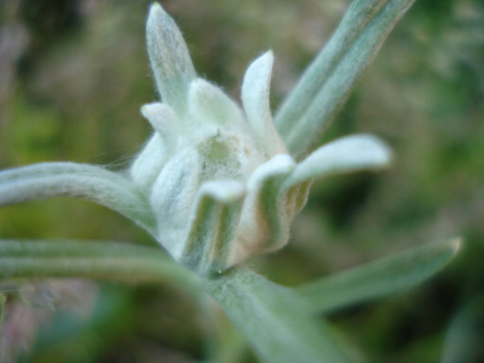 Leontopodium alpinum (2011, May 27)
