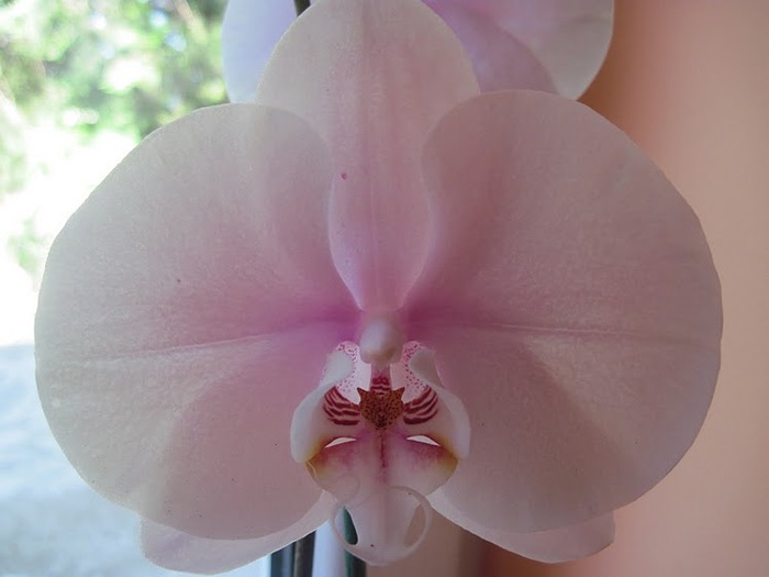 phalaenopsis2