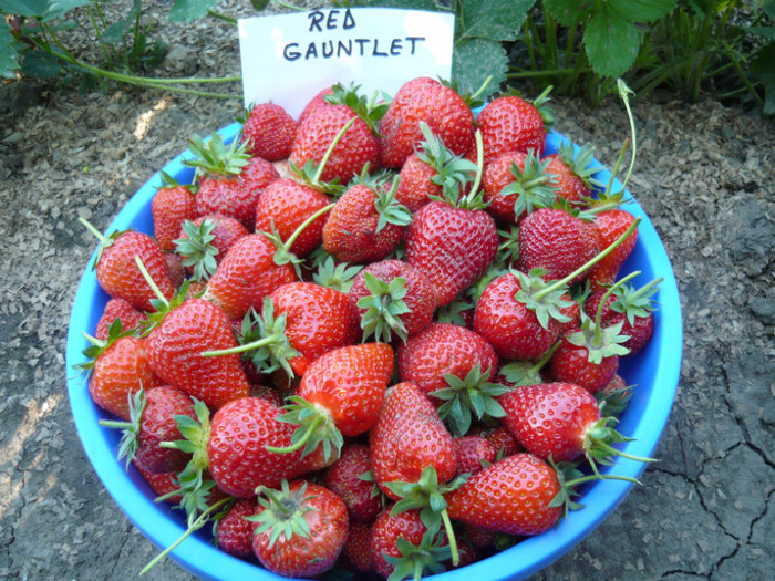 Red Gauntlet - 2011