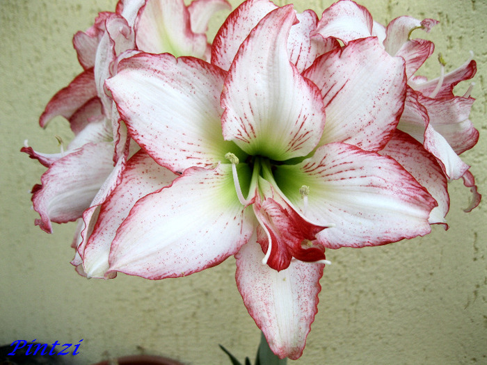 A.exotic-28.05 - AMARYLLIS-11