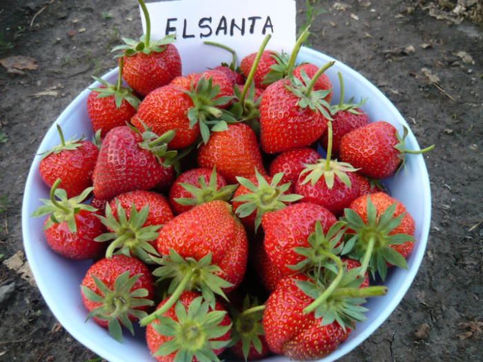 ELSANTA ( f.dulce, f.aromat )