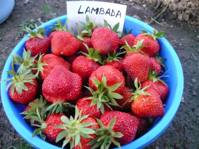 LAMBADA ( dulci, aromate )