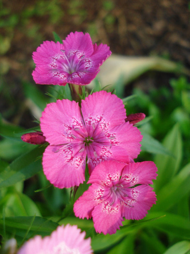 Sweet William (2011, May 29) - Dianthus Barbatus