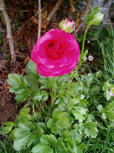 ranunculus rosu