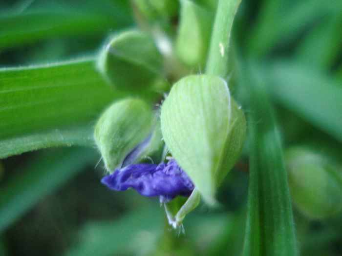 Blue Spiderwort 27may2011