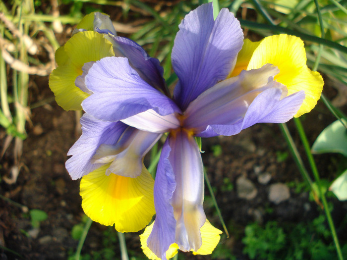 Iris Oriental Beauty (2011, May 27)