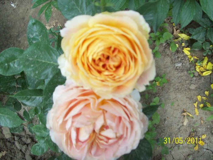 caramel antique - trandafiri 2011