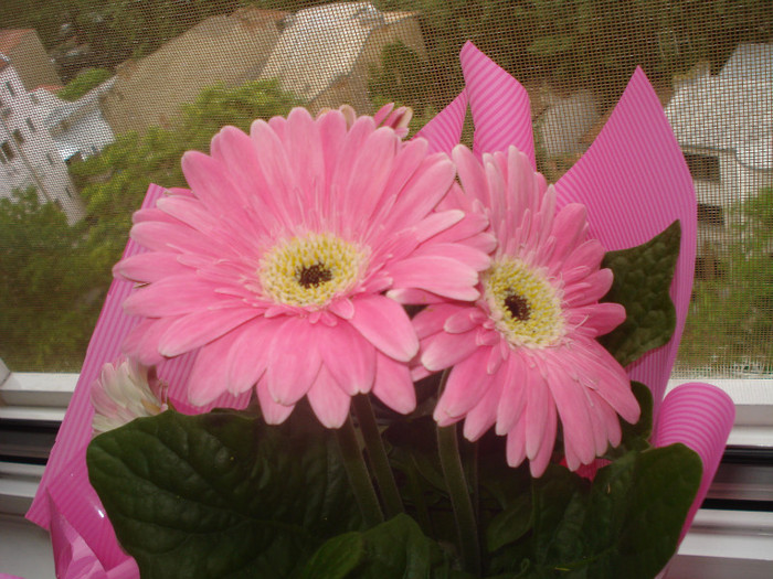 GERBERA