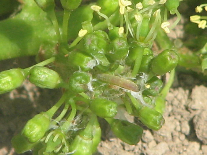Larva molie G1 - 1.06.2011