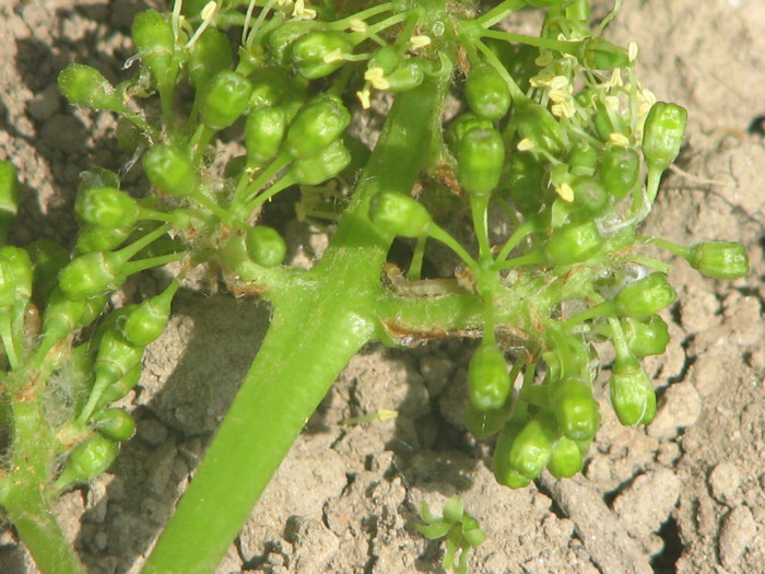 Larva molie G1 - 1.06.2011