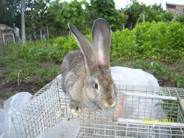 mascul urias gri german - iepuri 1 mai 2011