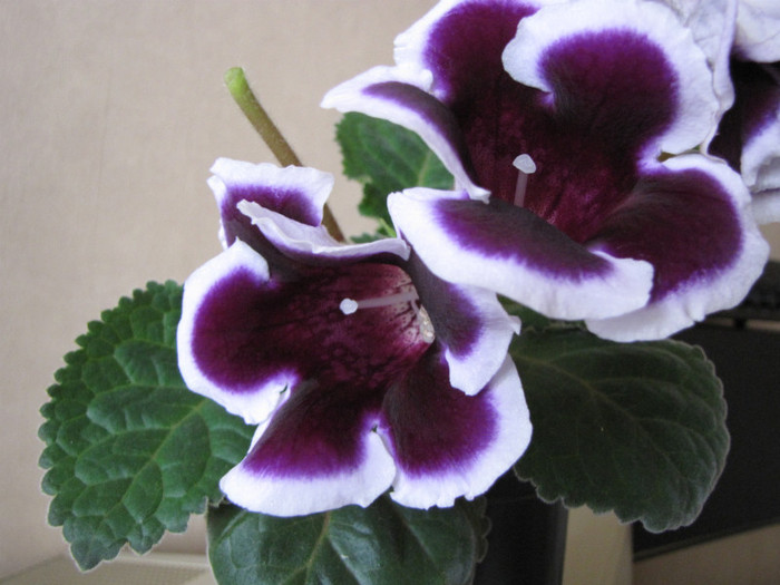 Gloxinia Kaiser Wilhelm 31 mai 2011 