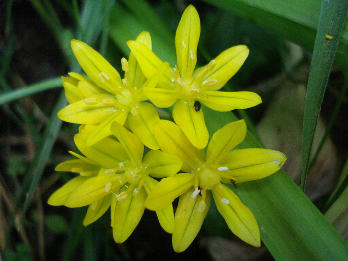 Golden Garlic_Lily Leek (2011, June 02) - Allium moly